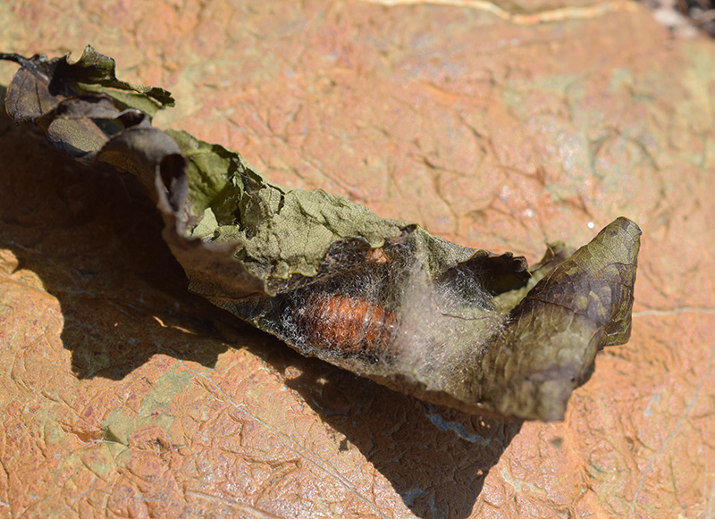 Clostera curtula e Clostera anastomosis - Notodontidae